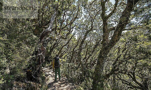 Wanderer auf Wanderweg Kepler Track im Regenwald  Great Walk  Gemäßigter Regenwald  Fiordland National Park  Southland  Neuseeland  Ozeanien