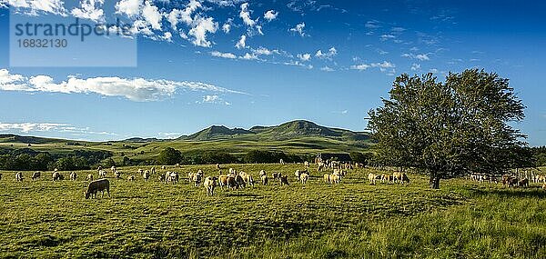 Rinderherde Aubrac und das Massiv von Sancy  Naturpark der Vulkane der Auvergne  Puy de Dome  Auvergne-Rhone-Alpes  Frankreich  Europa