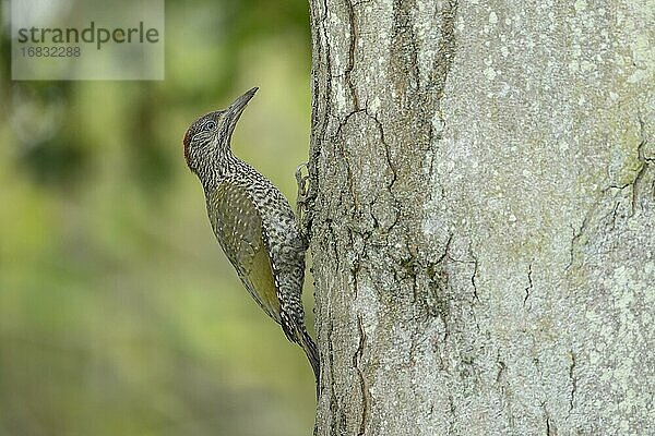 Grünspecht (Picus viridis) an einem Baumstamm  Jungvogel  Suffolk  England  Vereinigtes Königreich