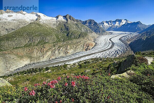 Wannenhörner und Aletsch Gletscher mit Alpenrosen  Wallis  Schweiz  Europa