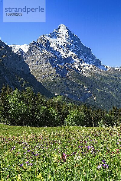 Eiger  Grindelwald  Schweiz  Europa