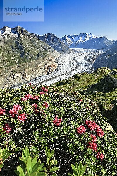 Bike-Weg Moosfluh  Wannenhörner und Aletsch Gletscher mit Alpenrosen  Wallis  Schweiz  Europa