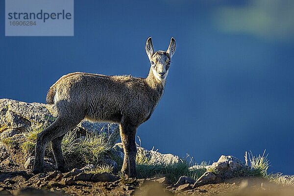 Juvenile Ga?mse (Rupicapra rupicapra)  Tierkind  Vogesen  Frankreich  Europa