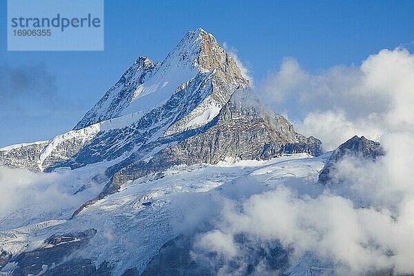 Schreckhorn  4078 m  Bern  Schweiz  Europa