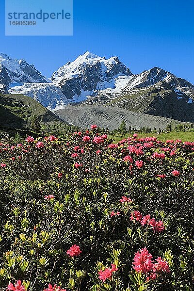 Val Roseg mit Piz Roseg  Schweiz  Europa