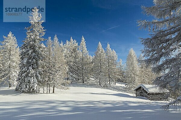 Winterlandschaft  Wald  Hütte für Heu  Eulenwiesen  Gleinser Berg  Mieders  Innsbruck-Land  Tirol  Österreich  Europa