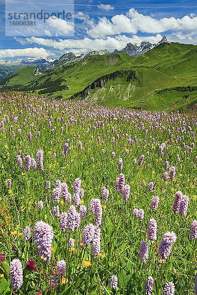 Schweizer Alpen mit blühendem Schlangenknöterich  Schweiz  Europa