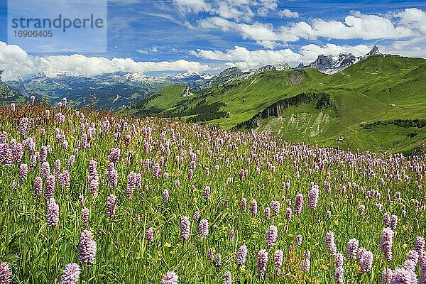 Schweizer Alpen mit blühendem Schlangenknöterich  Schweiz  Europa