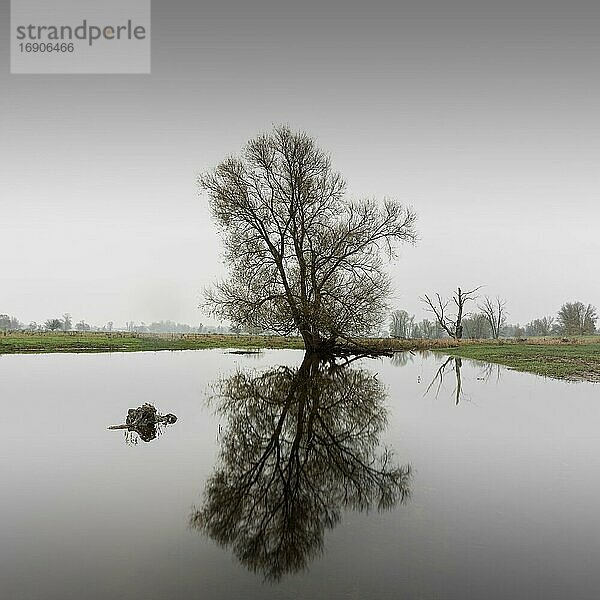 Ein Baum am Ufer der Oder  Grenzfluss zwischen Polen und Deutschland