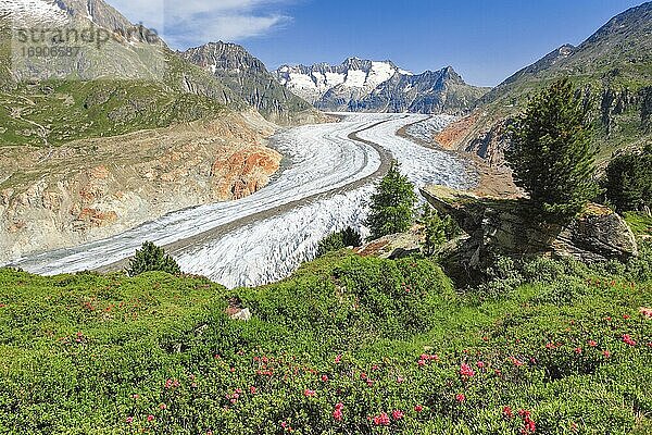 Bike-Weg Moosfluh  Wannenhörner und Aletsch Gletscher mit Alpenrosen  Wallis  Schweiz  Europa