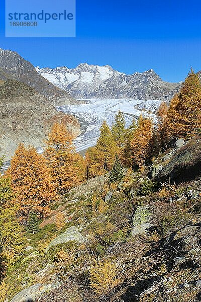 Großer Aletschgletscher und Wannenhörner  Wallis  Schweiz  Europa