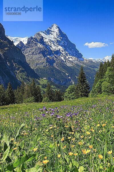 Eiger  Grindelwald  Schweiz  Europa