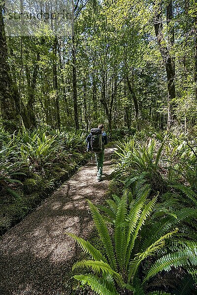 Wanderer auf Wanderweg durch Wald mit Farnen  Great Walk  Gemäßigter Regenwald  Kepler Track  Fiordland National Park  Southland  Neuseeland  Ozeanien