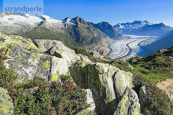 Wannenhörner und Aletsch Gletscher mit Alpenrosen  Wallis  Schweiz  Europa