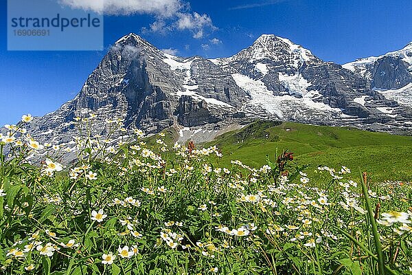 Eiger und Mönch mit Eisenhutblättriger Hahnenfuß  Berner Oberland  Schweiz  Europa