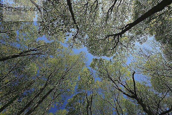 Laubwald  Blick in die Baumkronen im Frühling  Provinz Quebec  Kanada  Nordamerika