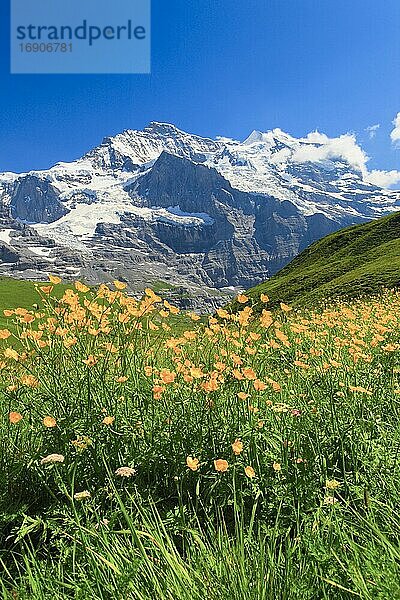 Jungfrau mit Hahnenfuß  Berner Oberland  Schweiz  Europa