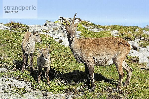 Steinbock (Capra ibex) (Ibex)  Schweiz  Europa