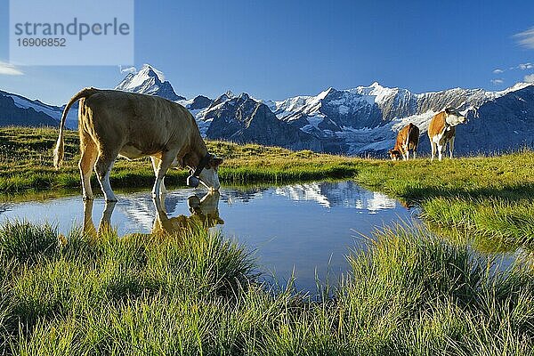 Kühe vor Schreckhorn  4078 m  Bern  Schweiz  Europa