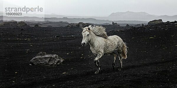 Weißes freilaufendes Islandpferd (Equus ferus caballus) in schwarzer Vulkanlandschaft  Landmannaleid  Krókagiljabrún  Island  Europa