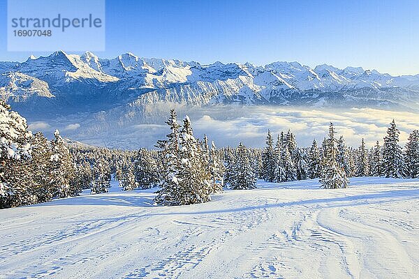 Berner Alpen  Aussicht vom Niederhorn  Schweiz  Europa