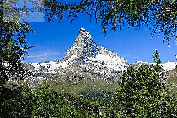 Matterhorn und Lärchenwald im Sommer  Wallis  Schweiz  Europa