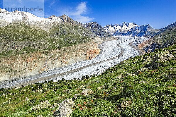 Wannenhörner und Aletsch Gletscher mit Alpenrosen  Wallis  Schweiz  Europa