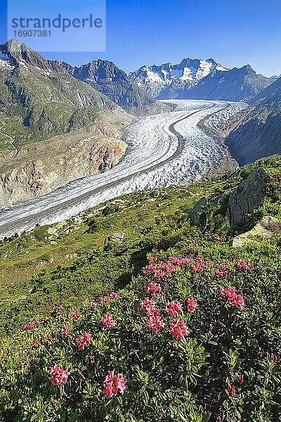 Wannenhörner und Aletsch Gletscher mit Alpenrosen  Wallis  Schweiz  Europa