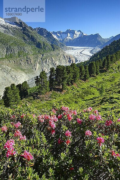 Wannenhörner und Aletsch Gletscher mit Alpenrosen  Wallis  Schweiz  Europa