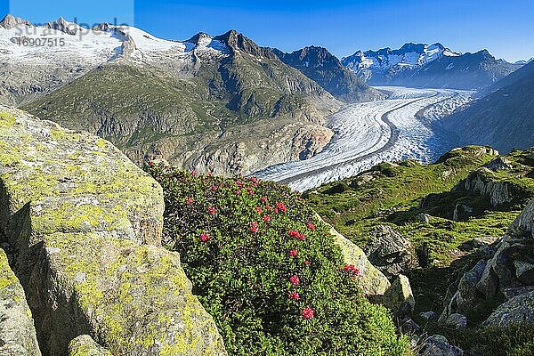 Wannenhörner und Aletsch Gletscher mit Alpenrosen  Wallis  Schweiz  Europa