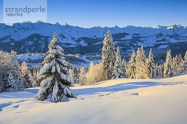 Innerschweizer Alpen  Schweiz  Europa