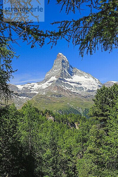 Matterhorn und Lärchenwald im Sommer  Wallis  Schweiz  Europa