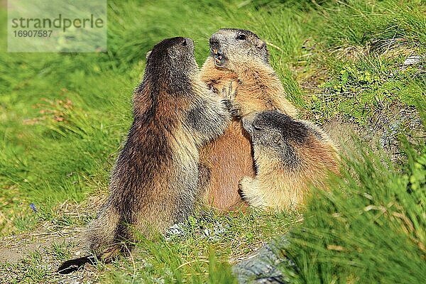 Alpenmurmeltier (Marmota marmota)  Alpine Marmot