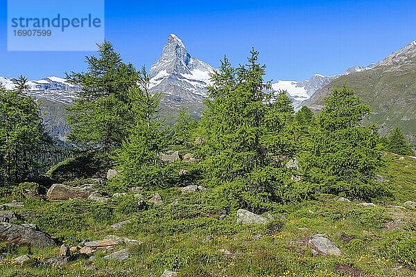 Matterhorn und Lärchenwald im Sommer  Wallis  Schweiz  Europa