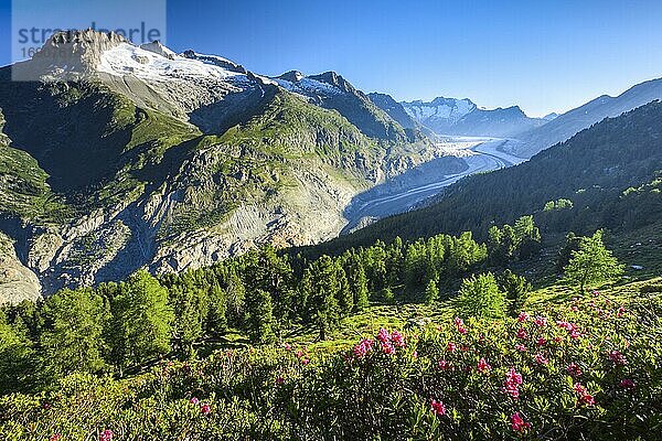 Fusshörner  Wannenhörner und Aletsch Gletscher  Schweiz  Europa