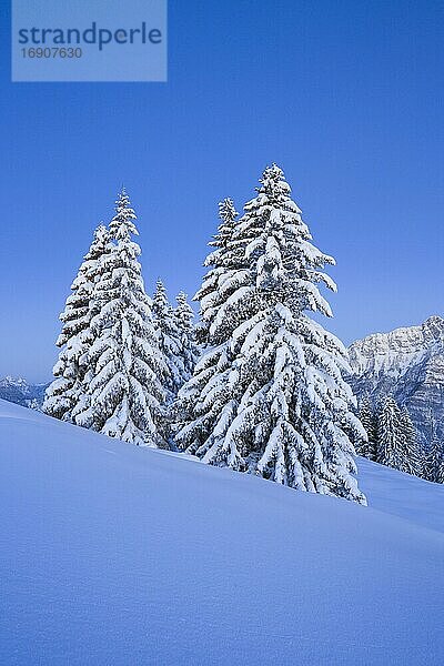 Verschneite Tannenbäume  Schweiz  Europa