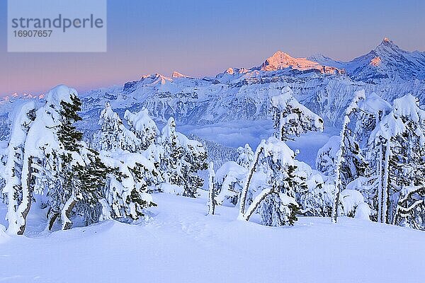 Berner Alpen  Aussicht vom Niederhorn  Schweiz  Europa