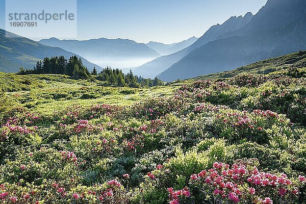 Sonneaufgang Chalberboden  Bern  Schweiz  Europa