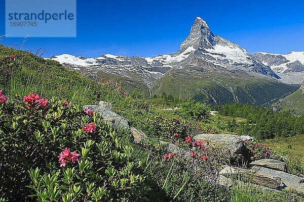 Matterhorn mit Alpenrosen  Wallis  Schweiz  Europa