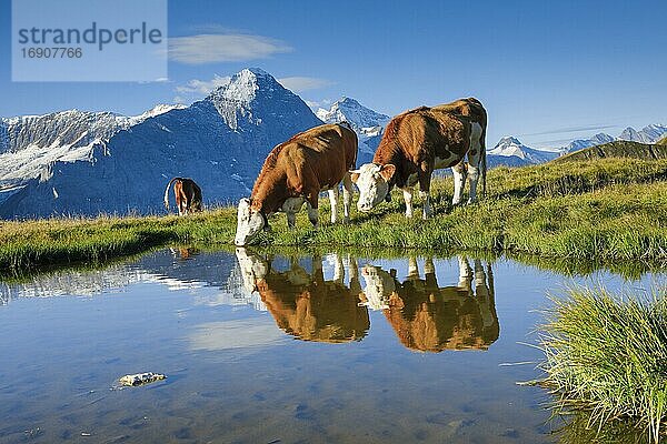 Kühe vor Eiger und Jungfrau  Berner Oberland  Schweiz  Europa