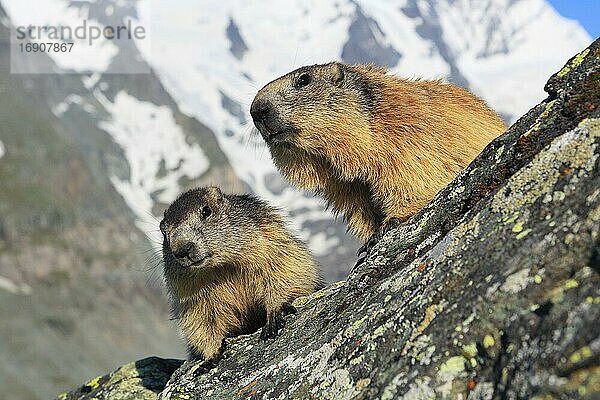 Alpenmurmeltier (Marmota marmota)  Alpine Marmot