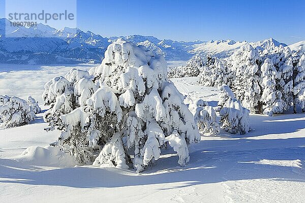 Berner Alpen  Aussicht vom Niederhorn  Schweiz  Europa