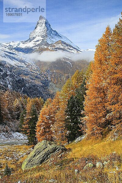 Matterhorn und Lärchen  Wallis  Schweiz  Europa