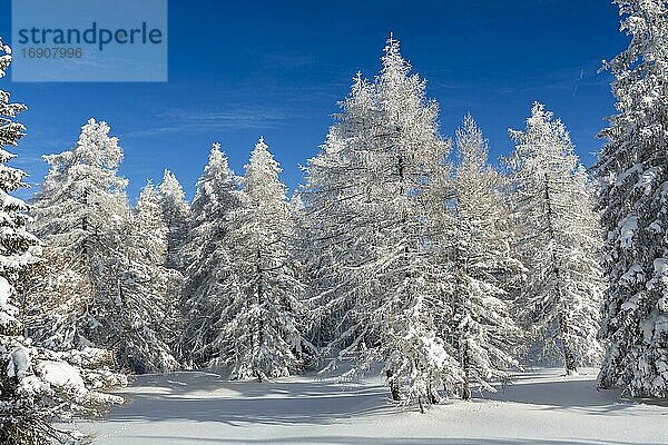 Winterlandschaft  Wald  Eulenwiesen  Gleinser Berg  Mieders  Innsbruck-Land  Tirol  Österreich  Europa
