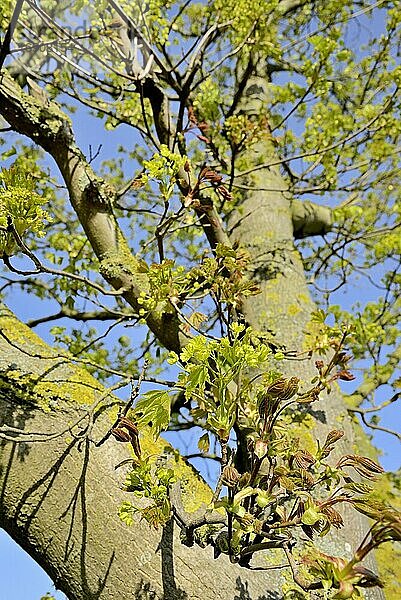 Ahorn (Acer)  Blick in die Baumkrone mit Blattaustrieb zur Blütezeit  Frühling  Nordrhein-Westfalen  Deutschland  Europa