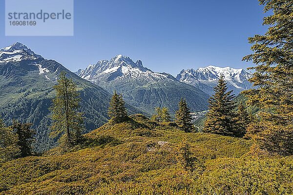 Lärchen in Herbstfärbung  Bergpanorama vom Aiguillette des Posettes  Gipfel Aiguille Verte  Aiguille du Midi und Mont Blanc  Chamonix  Haute-Savoie  Frankreich  Europa