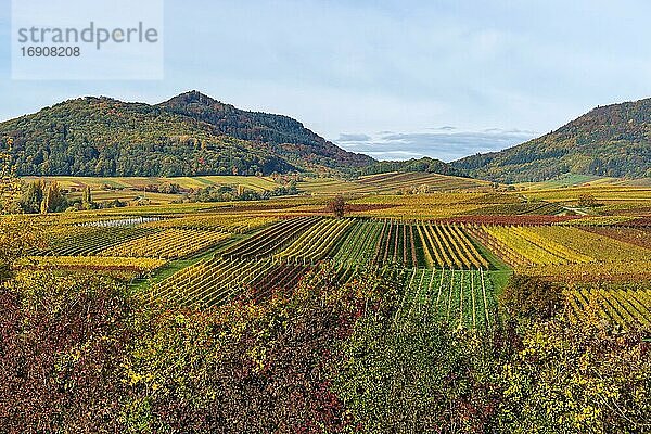 Herbstlich verfärbte Weinberge  bei Landau in der Pfalz  Südliche Weinstraße  Rheinland-Pfalz  Deutschland  Europa