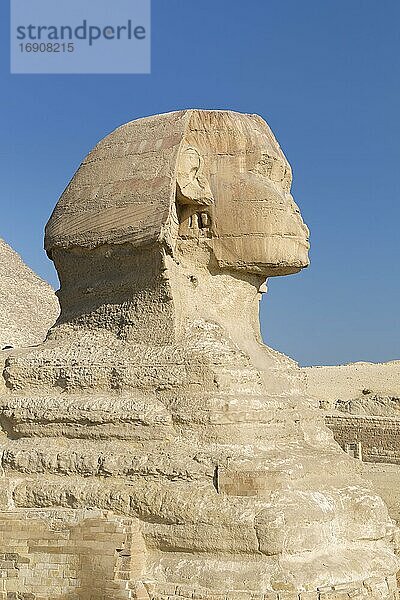 Die große Sphinx  Gizeh  Kairo  Ägypten  Afrika