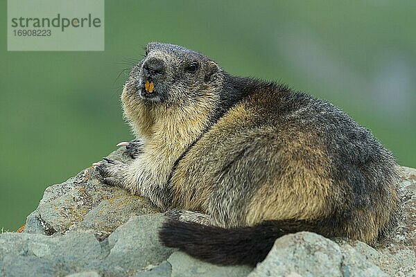 Murmeltiere (Marmota marmota) in den Alpen  Nationalpark Hohe Tauern  Österreich  Europa