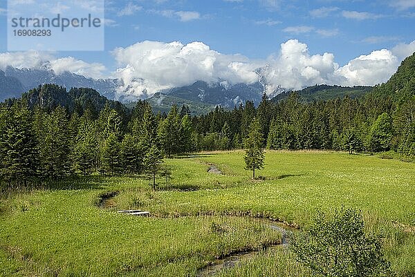 Wiese im Almtal mit mäanderndem Bach und Narzissen  Oberösterreich  Österreich  Europa